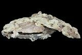 Huge Fossil Pectin (Chesapecten) In Sandstone - Virginia #66393-2